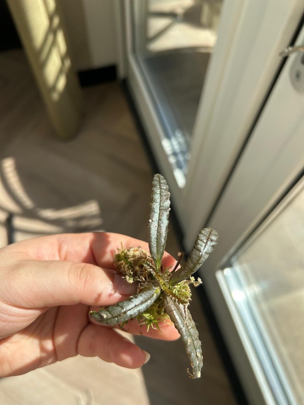 Terrarium plantje / stekje, Ophalen of Verzenden, Halfschaduw, Minder dan 100 cm