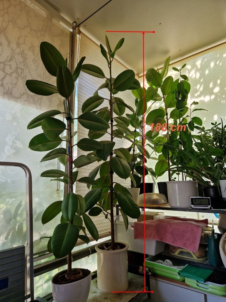 Te koop Ficus Robusta, Ophalen, Ficus, Halfschaduw, In pot