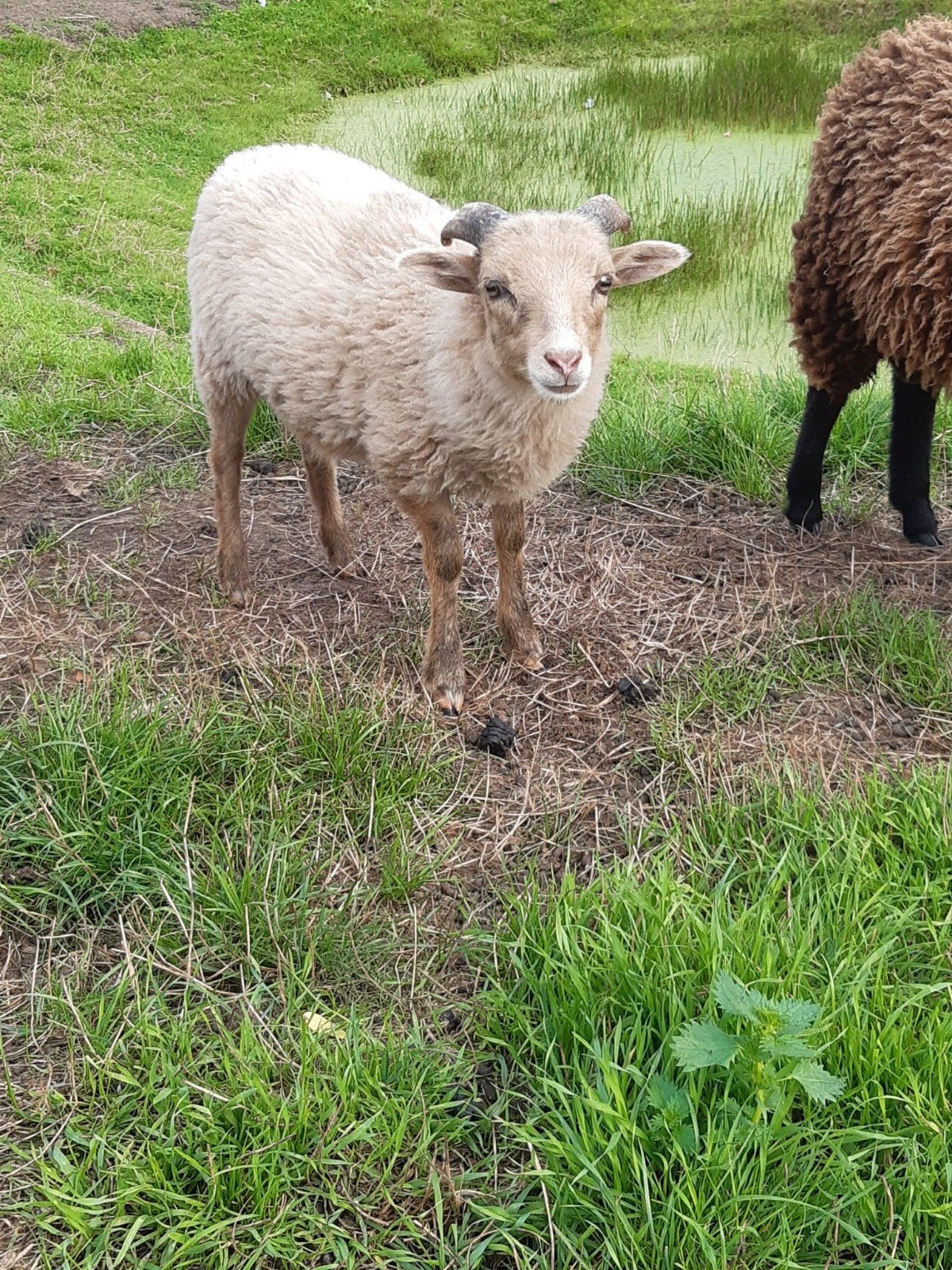 quessant rammetje, Mannelijk, Schaap, 0 tot 2 jaar