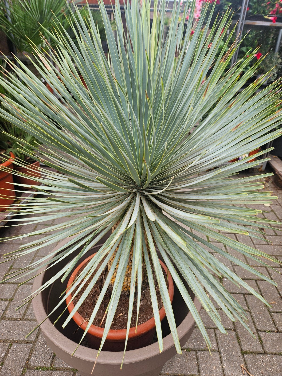 Winterharde Yucca Rostrata - 80-90cm hoog, 30cm stam, Overige soorten, Volle zon, Vaste plant, Ophalen of Verzenden
