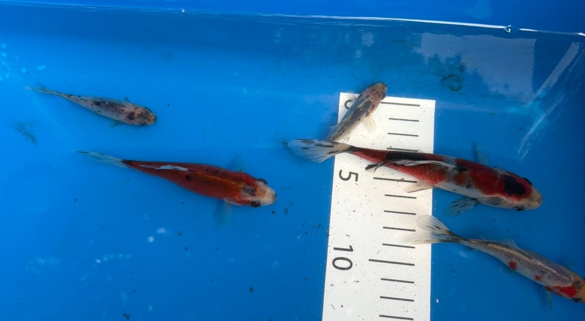 5 shubinkin goudvissen, Dieren en Toebehoren, Goudvis(sen)