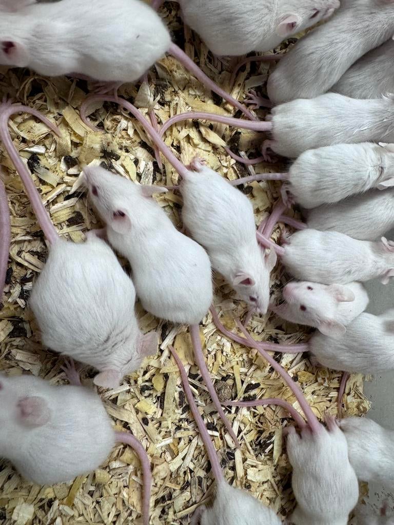 Voedermuizen zowel levend als diepvries, Dieren en Toebehoren, Maart, Meerdere dieren, Muis