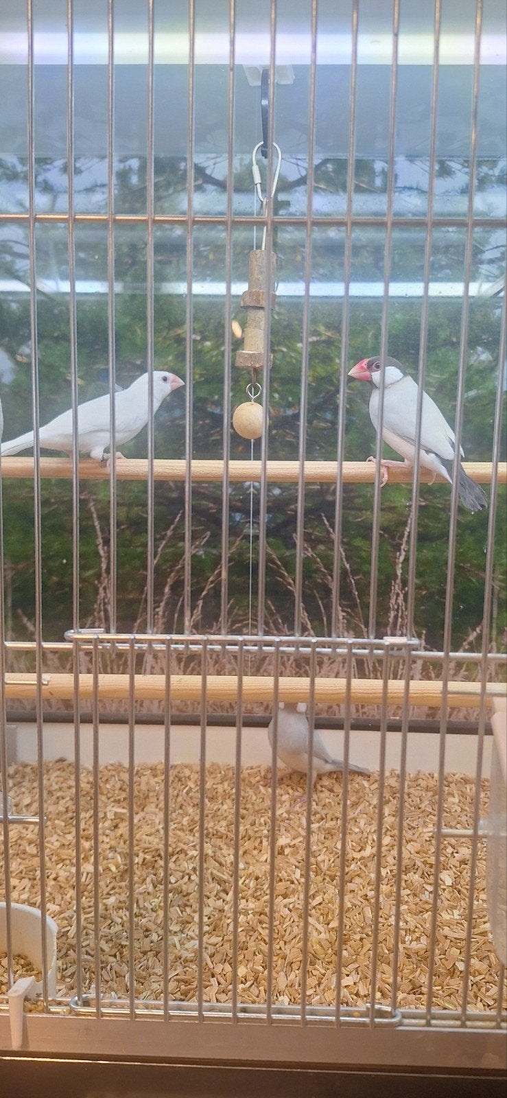 prachtige rijstvogels, Dieren en Toebehoren, Meerdere dieren, Tropenvogel, Geringd