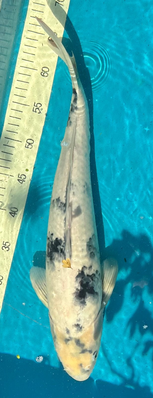 Shiro Utsuri – 49 cm – Male - Kweker, Omosako €410, Karper of Koi