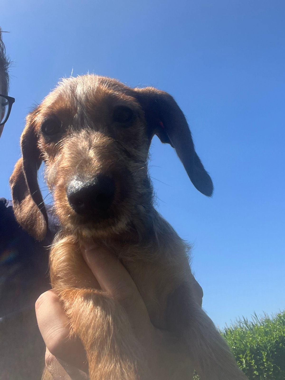 Prachtige teckel pups evt vakantie opvang mogelijk, Parvo, 8 tot 15 weken, Dwerg, Meerdere