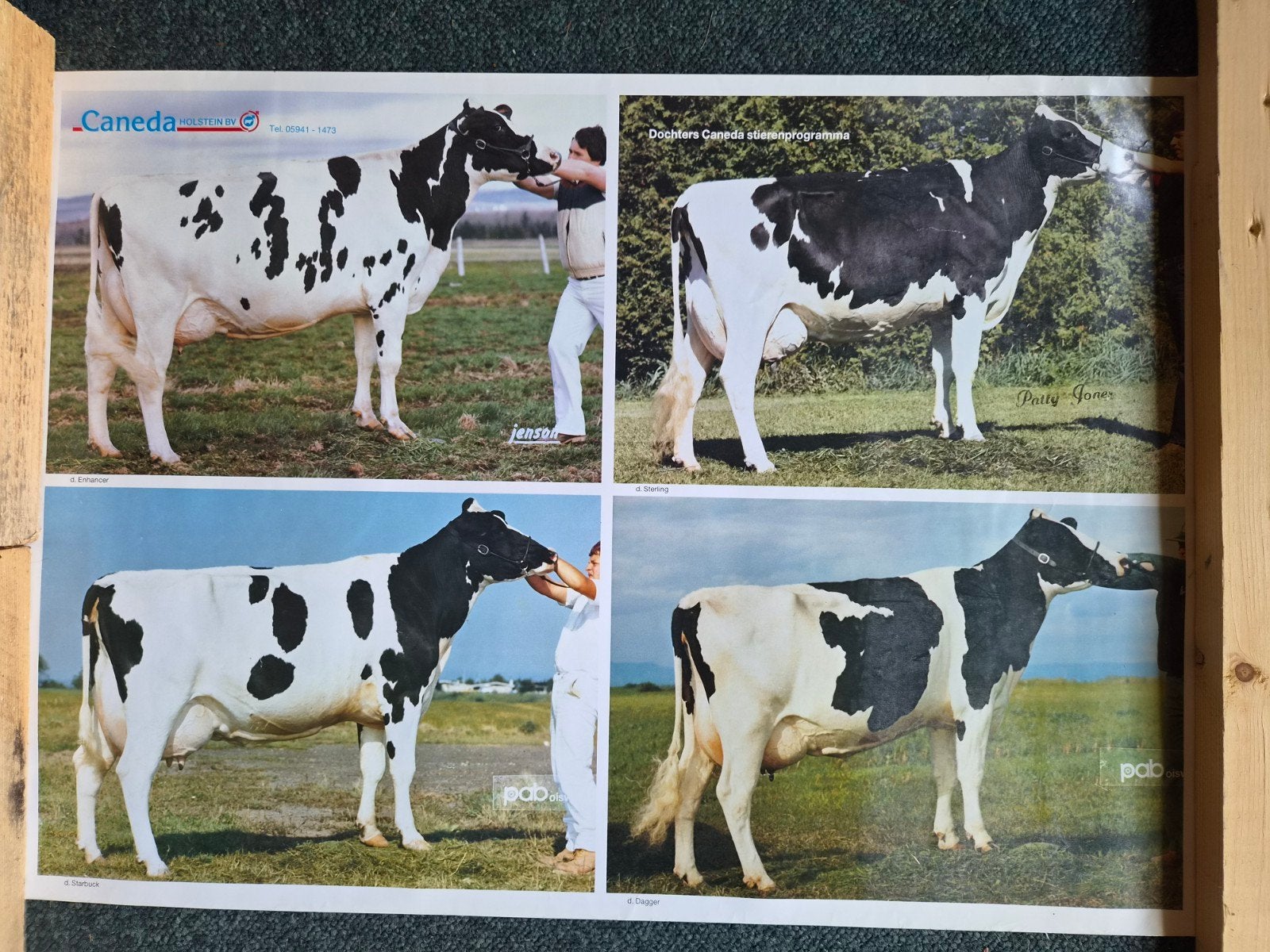 Oude reclamefolder Caneda Holstein B.V. - Melkvee, Ophalen of Verzenden