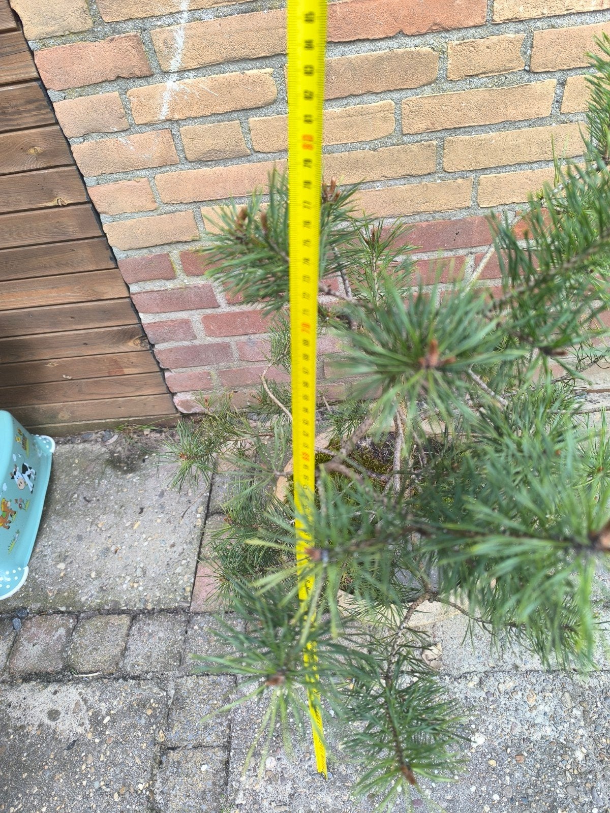 Mooie Bonsai Den - Perfect voor Buiten, Overige soorten, Volle zon, Vaste plant, Ophalen of Verzenden