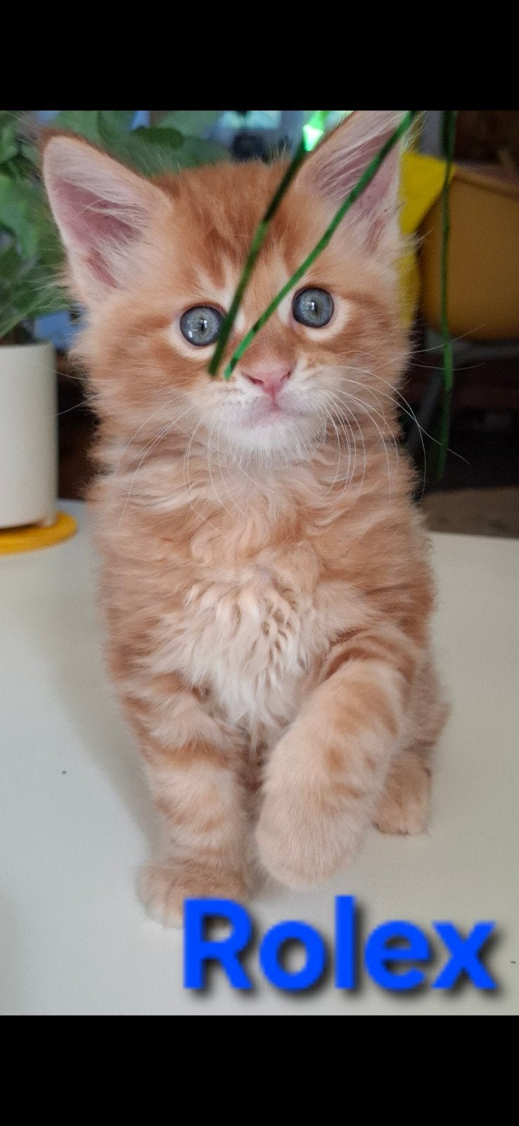 Maine Coon kittens, Dieren en Toebehoren, Meerdere dieren, Gechipt, 0 tot 2 jaar