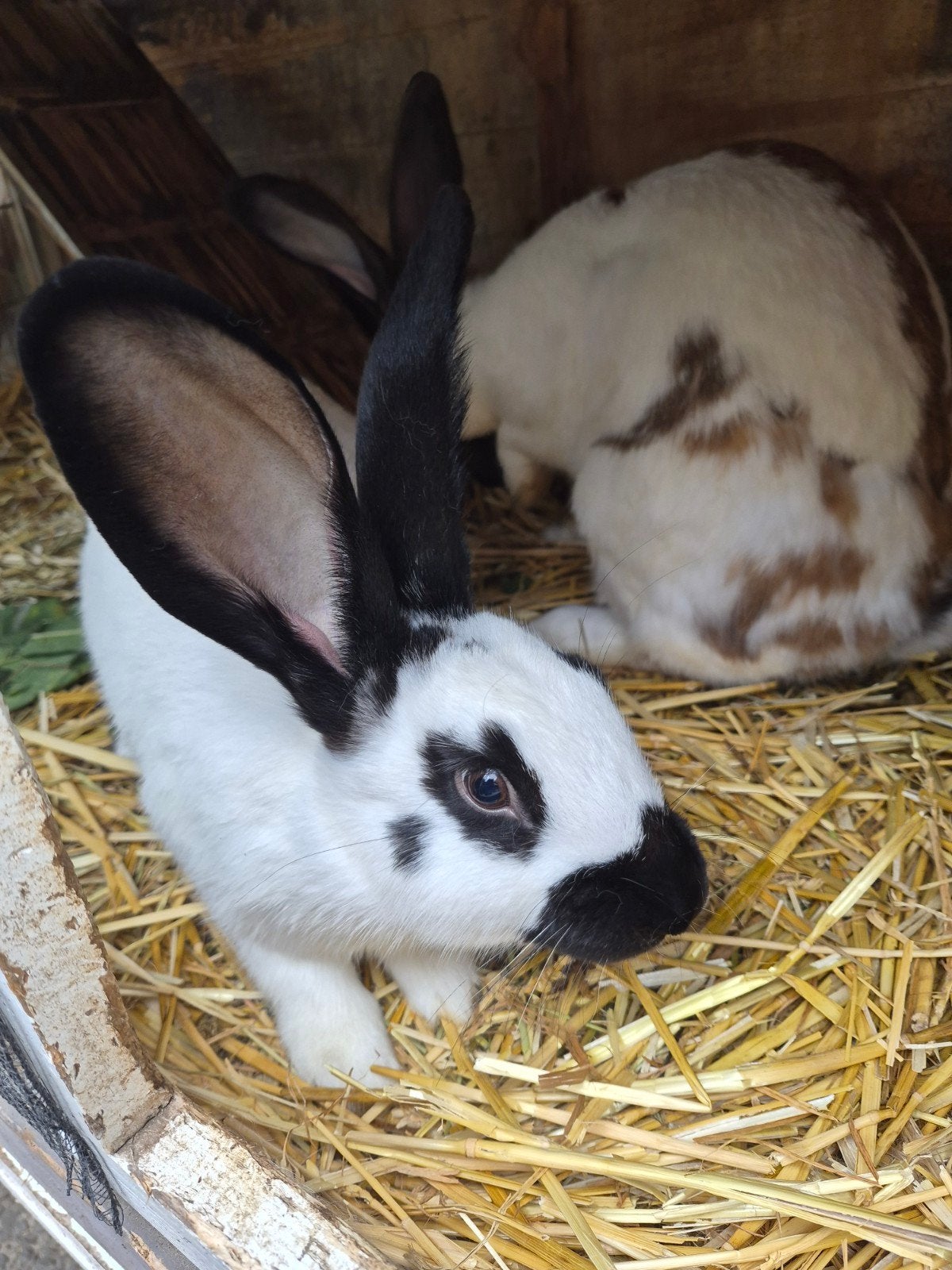 lotharinger groot ras, Dieren en Toebehoren, Vrouwelijk, Groot