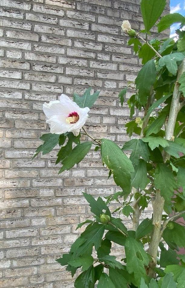 Mooie hibiscus struik witte bloem 1,60 M / 3 cm stam, Tuin en Terras, Planten | Struiken en Hagen, Ophalen, Overige soorten, 100 tot 250 cm