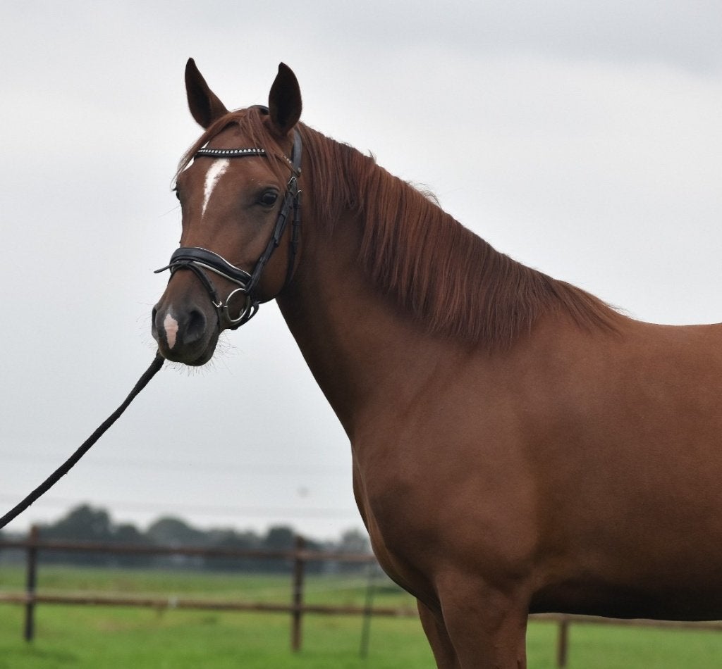 ## VRIENDELIJKE, hele lieve en knappe vos Andalusier ##, Dieren en Toebehoren, Dressuurpony, 3 tot 6 jaar, Gechipt, Merrie