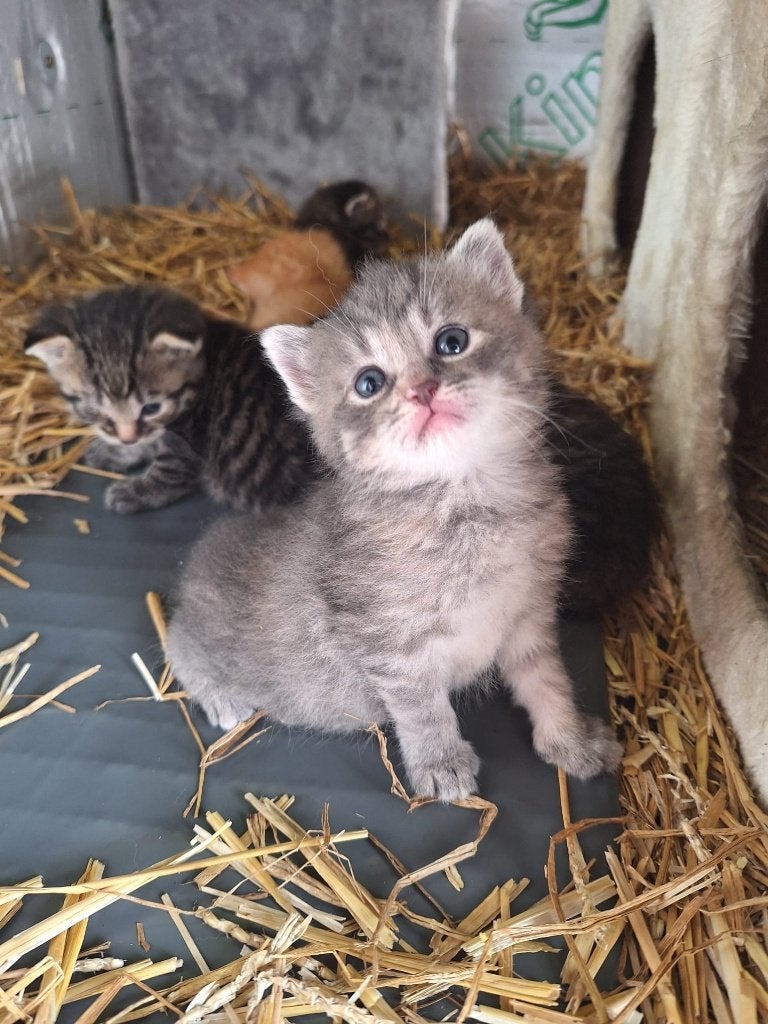 Prachtige handtamme boerderijkittens te koop!, Dieren en Toebehoren, Katten en Kittens | Dekkaters, 0 tot 2 jaar