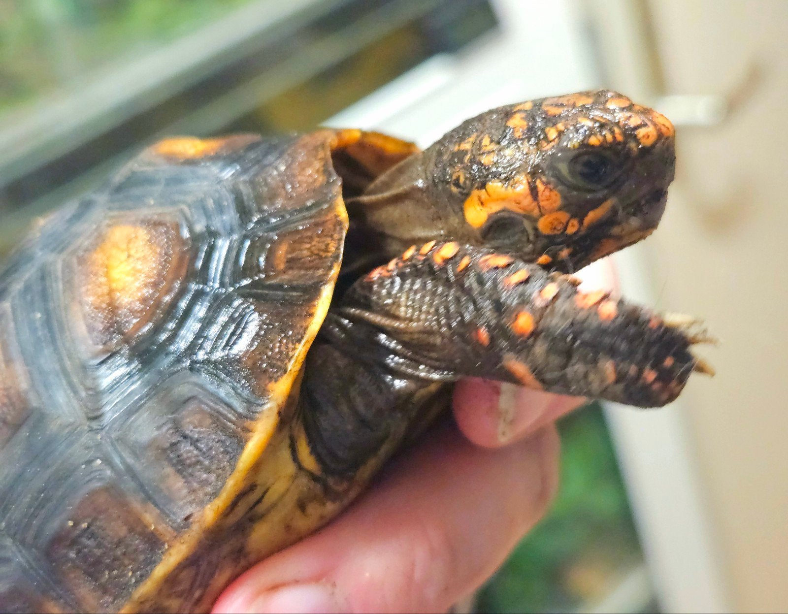 Kolenbranderschildpad – Chelonoidis carbonarius – nk 2025 Tortoise photo 4