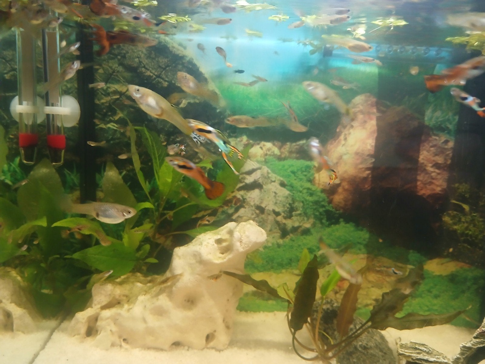 Guppen, Dieren en Toebehoren, Vis
