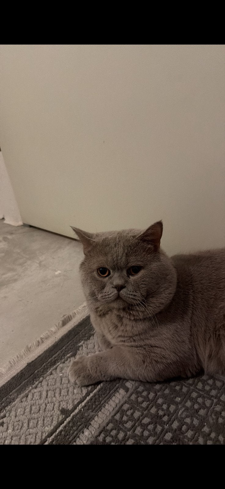 Dekkater britse korthaar lilac ( niet te koop), Meerdere dieren