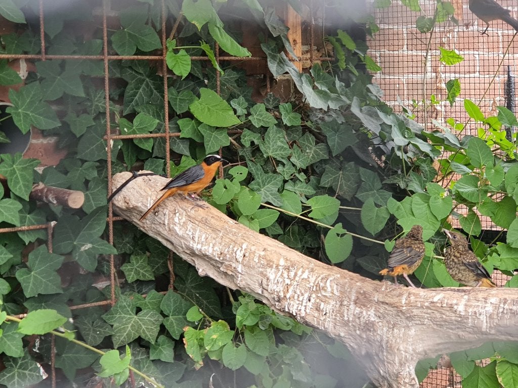 Jong koppel Sneeuwkruin tapuiten beschikbaar, Dieren en Toebehoren, Meerdere dieren, Tropenvogel, Geringd