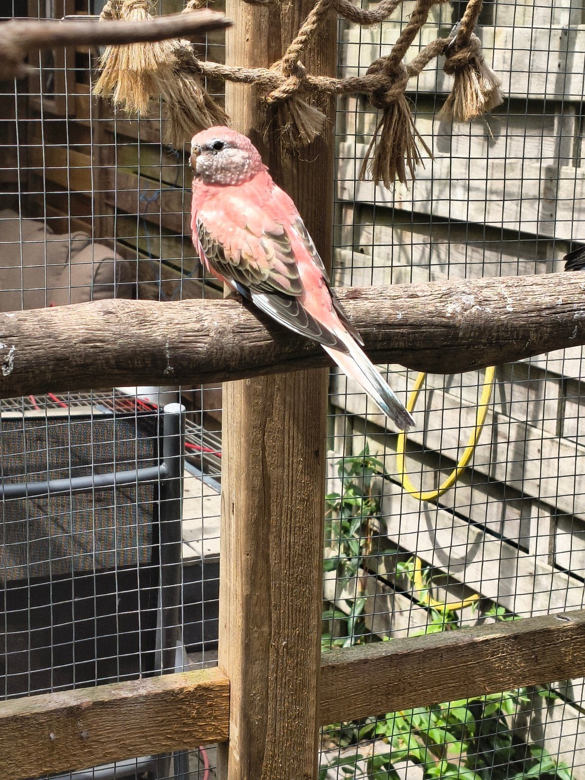 Mooie opaline (roze) bourke (popje), Dieren en Toebehoren, Vogels | Parkieten en Papegaaien, Vrouwelijk, Parkiet, Geringd