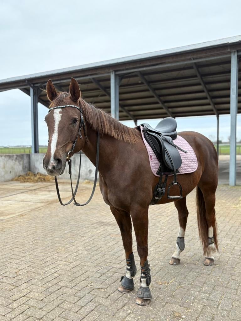 Bloedmooie alleskunner te koop, Merrie, Met stamboom, L, 11 jaar of ouder