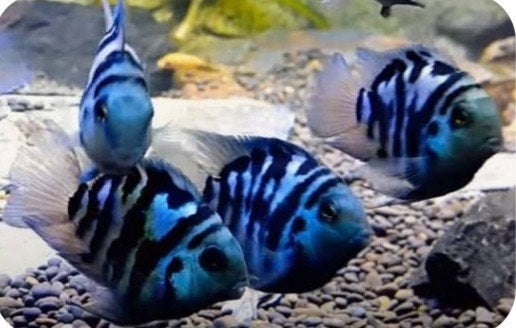 Mooie Blue Tiger Papegaai vissen., Dieren en Toebehoren, Vis, Zoetwatervis