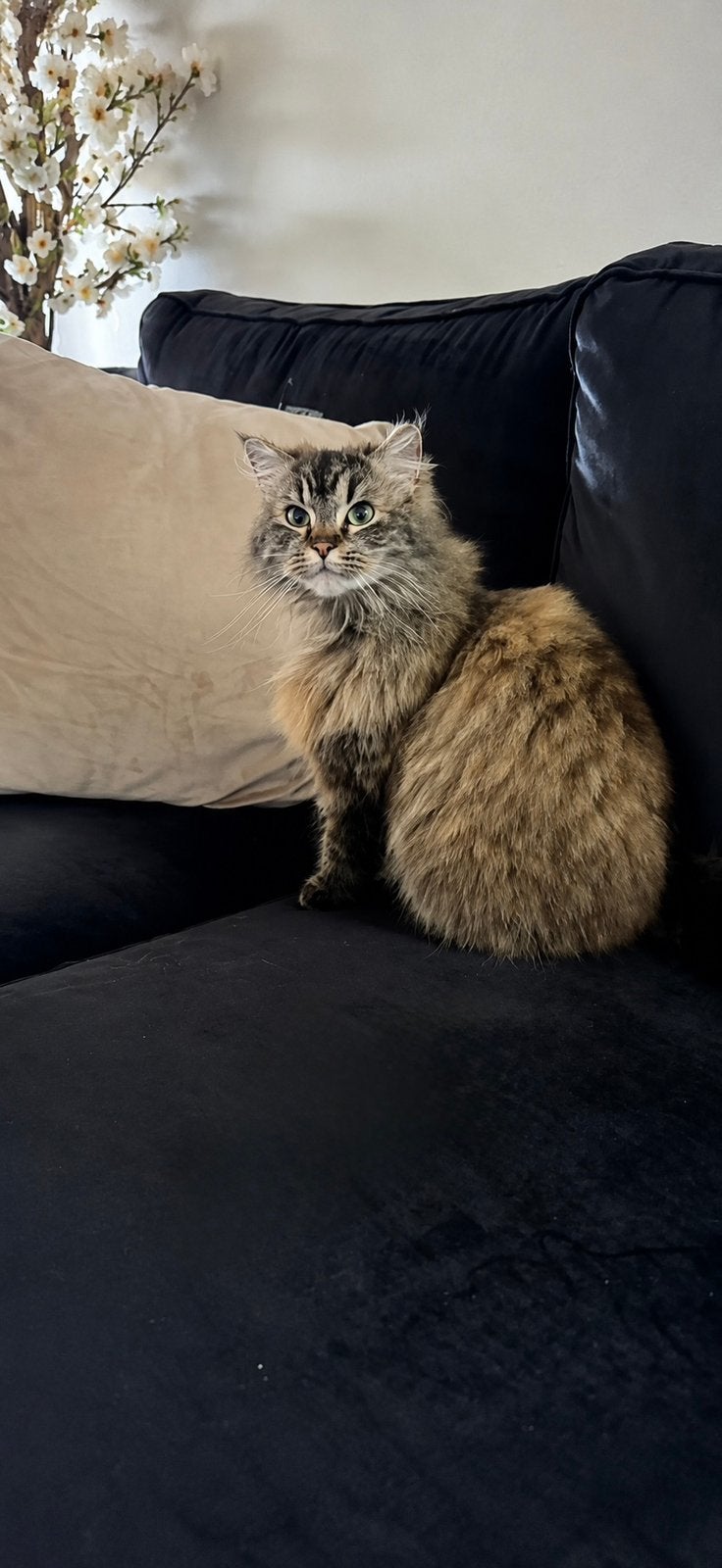 Perzische/Siberische Ragdolls zoeken gouden mandje, Meerdere dieren, Gechipt, 3 tot 5 jaar
