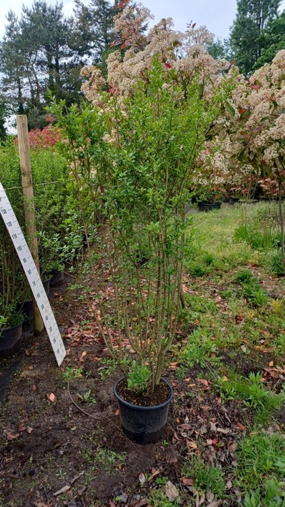 Ligustrum vulgare Atrovirens, Ophalen, Liguster, Struik, 100 tot 250 cm