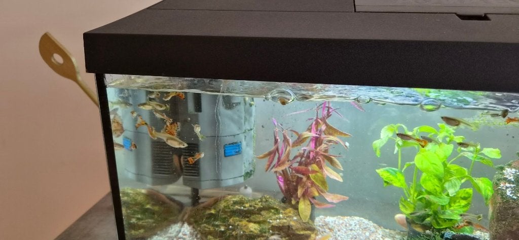 vissen aangeboden, Overige typen, Zoetwatervis