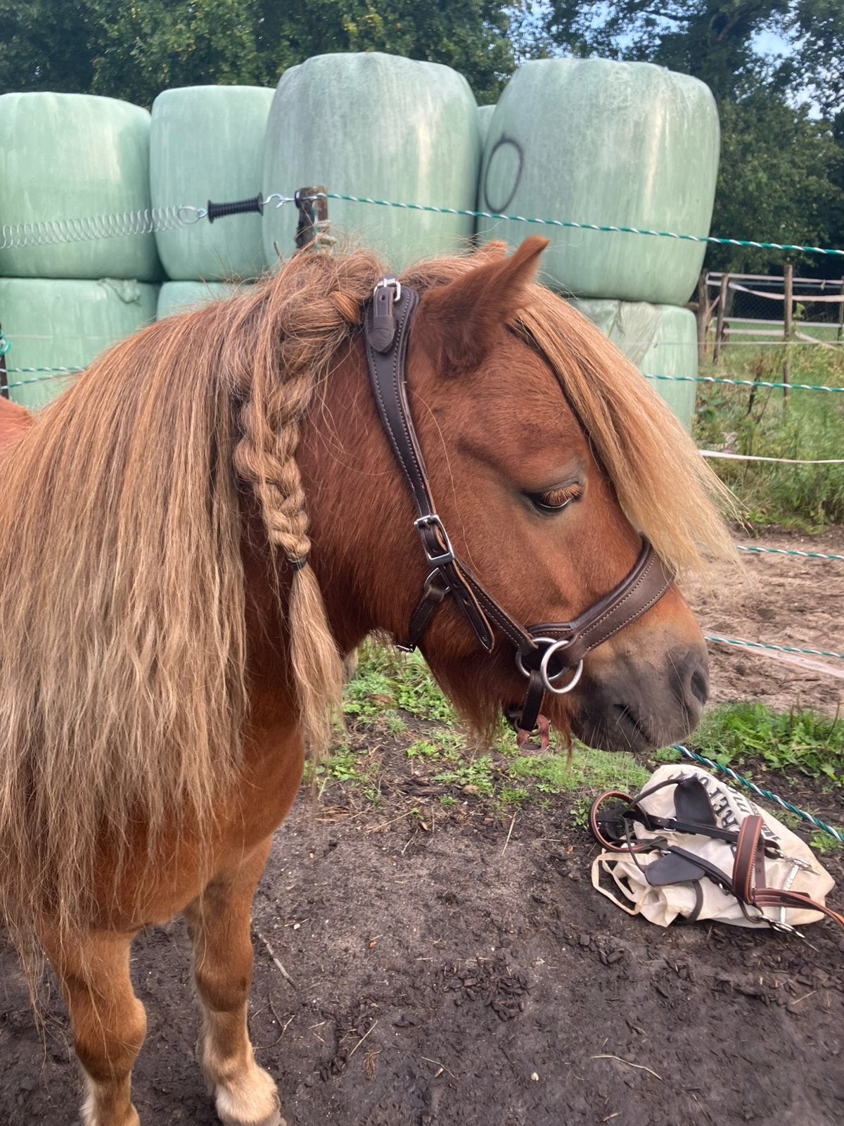 Edix grace sidepull maat shet, Shetlander, Hoofdstel, Bruin, Anatomisch gevormd