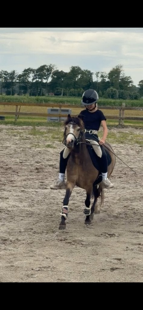 Allerliefste bixie welsh a pony, Merrie, Met stamboom, Zadelmak, A pony (tot 1.17m)