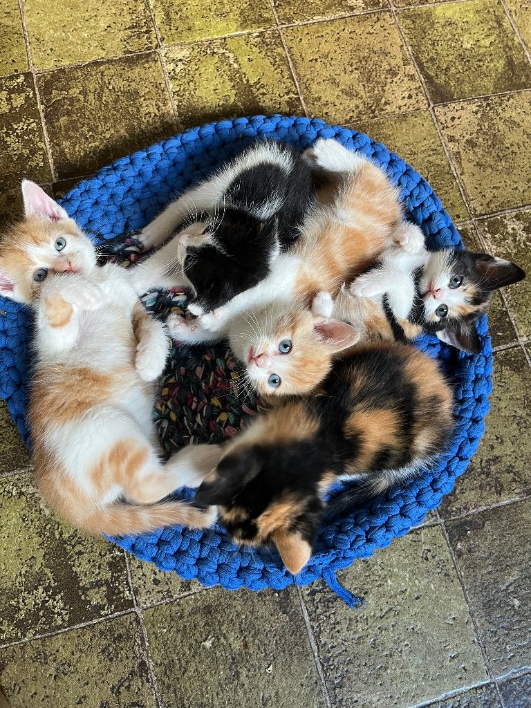 Rood-witte zwart-witte en lapjeskittens aangeboden, Dieren en Toebehoren, Meerdere dieren, Ontwormd, 0 tot 2 jaar