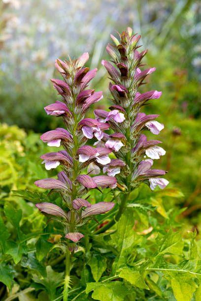 Acanthus mollis of stekelige berenklauw vaste plant, Tuin en Terras, Vaste plant, Halfschaduw, Zomer, Ophalen