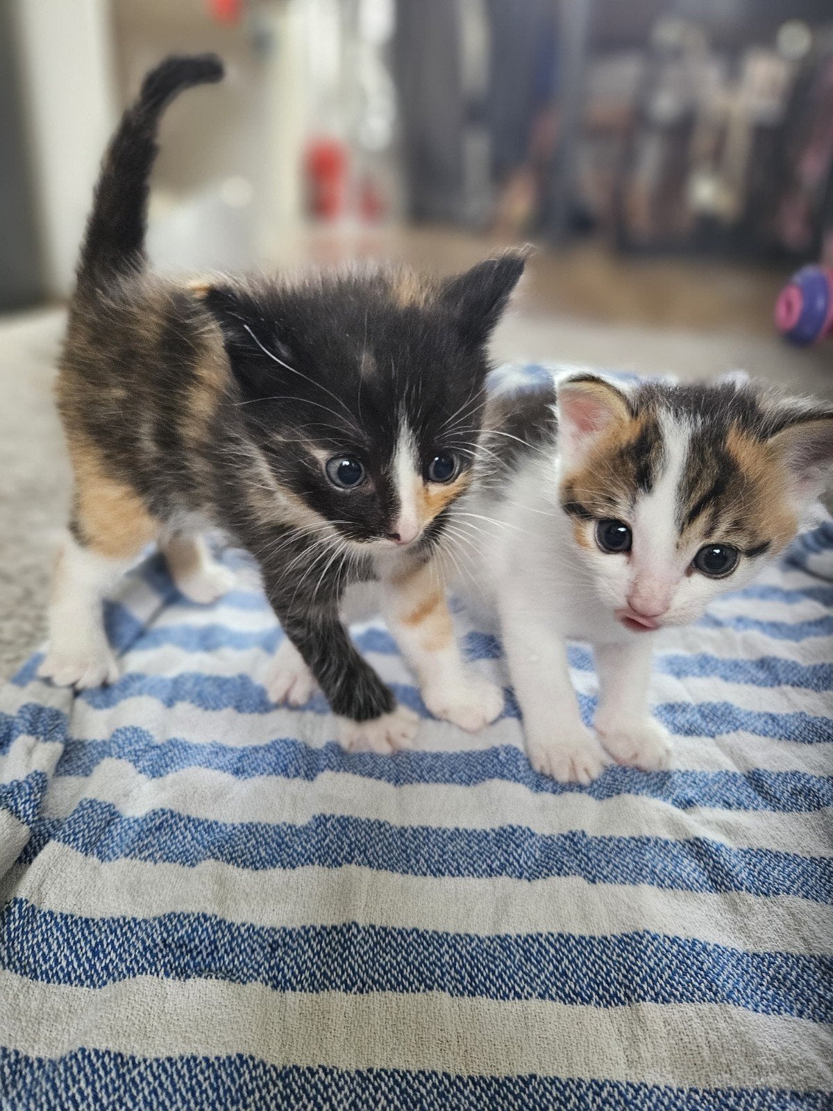Kittens te koop €100 per stuk, Poes
