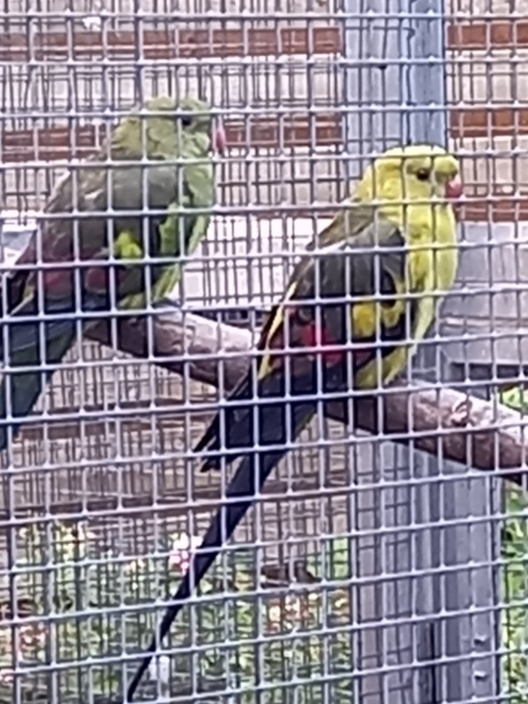 Bergparkieten split blauw, Meerdere dieren, Parkiet