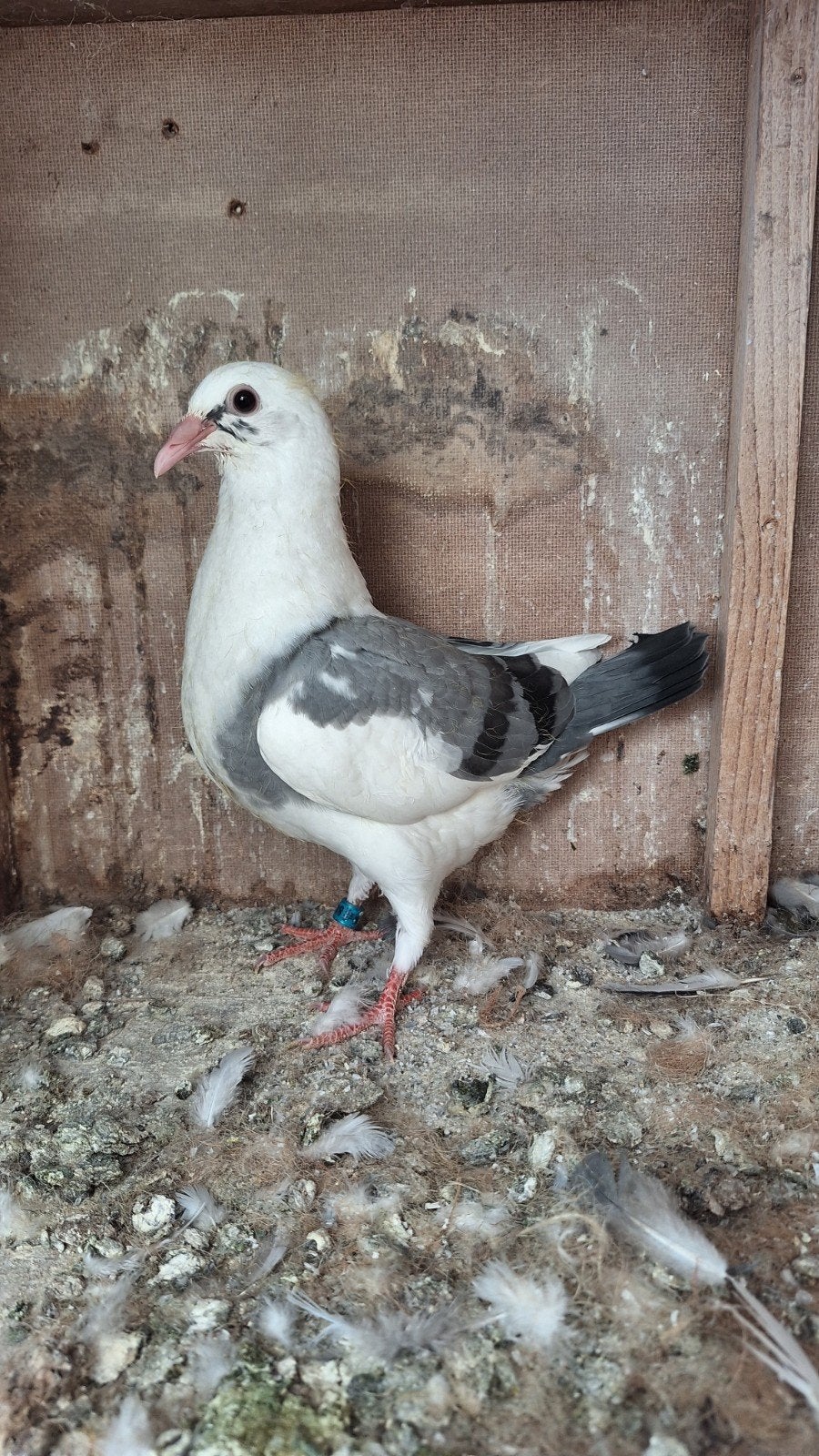 1 jong uit kweek koppel