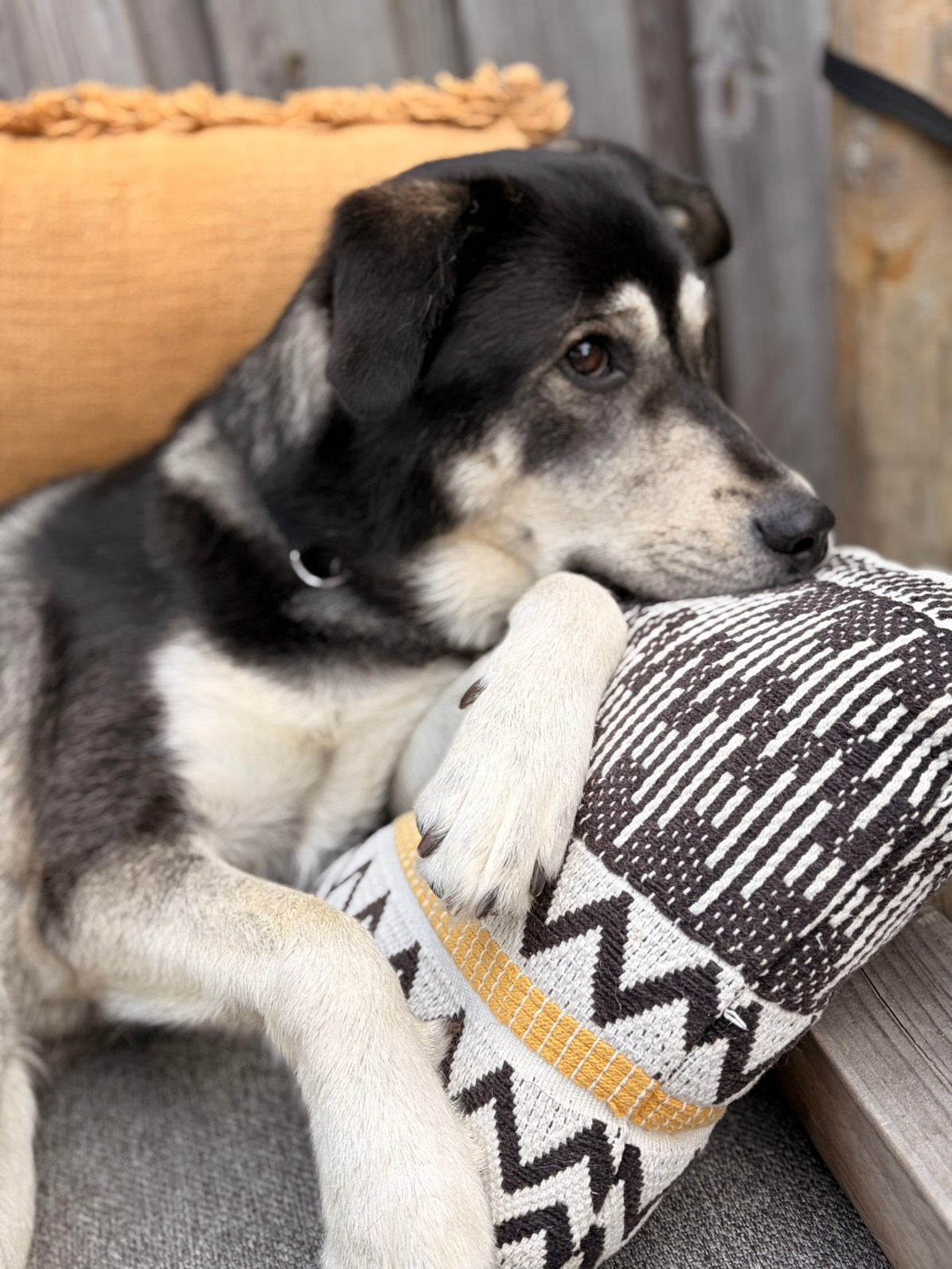 Gouden mandje voor Yuki (Labsky), Reu, 1 tot 2 jaar, Eén hond, Nederland
