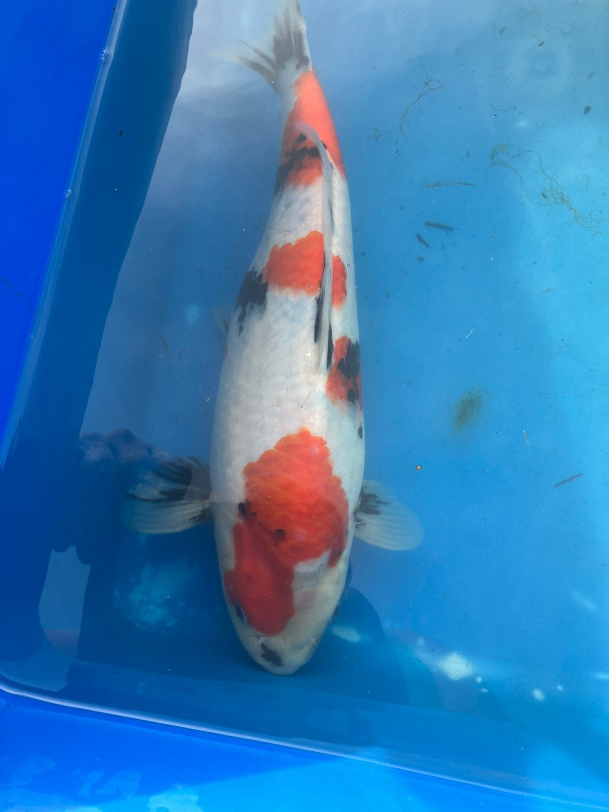Mooie showa 35 cm, Karper of Koi