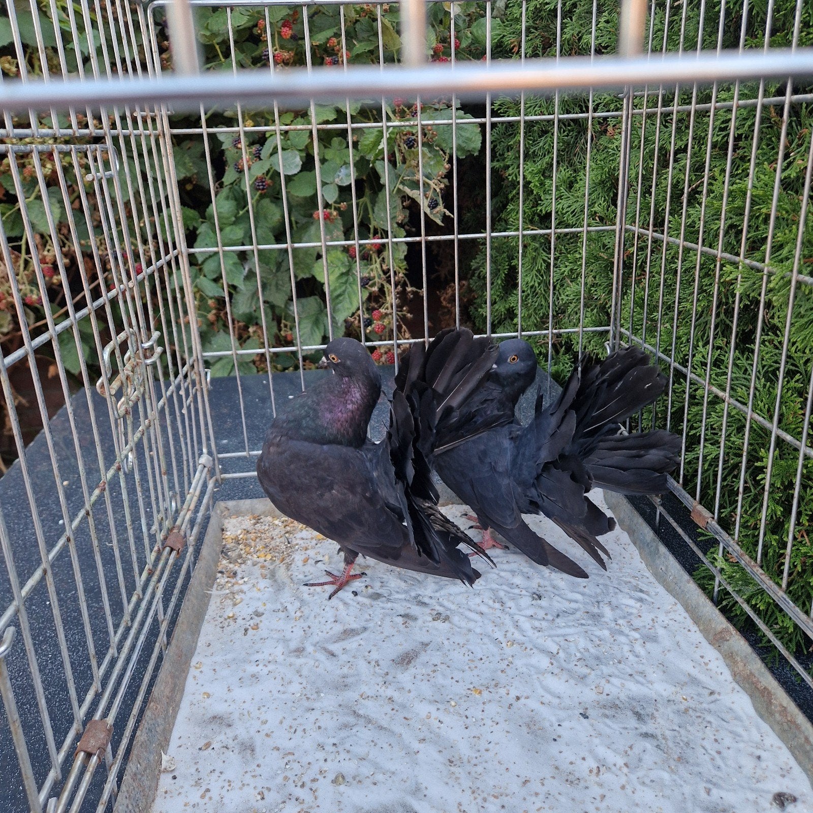 Zwarte pauwstaarten, Dieren en Toebehoren, Vogels | Duiven, Postduif