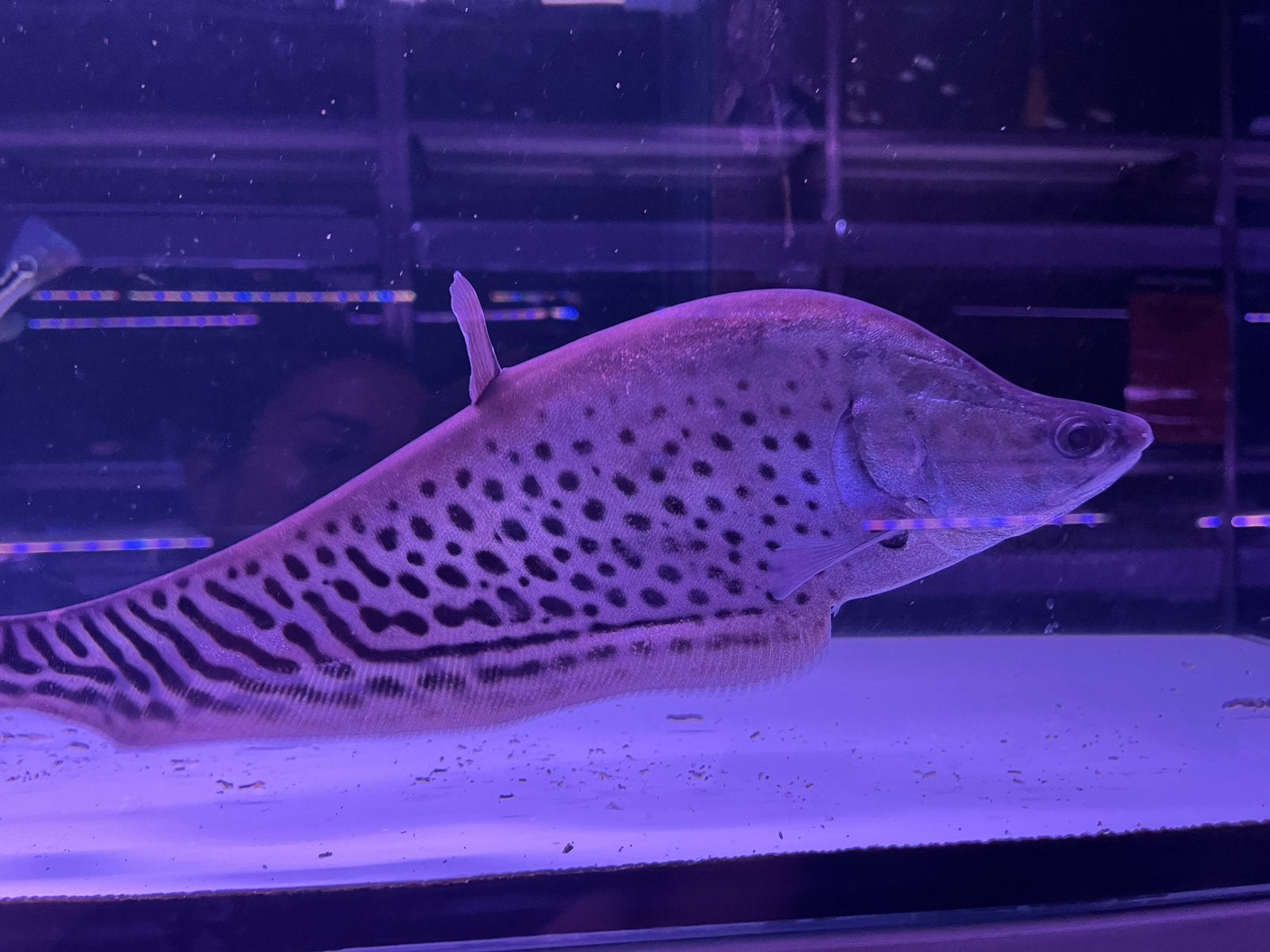 Royal mesvis, Dieren en Toebehoren, Vis