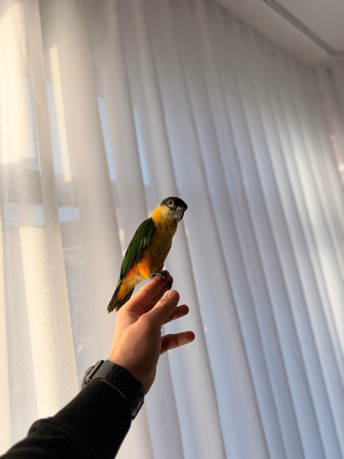 Caique