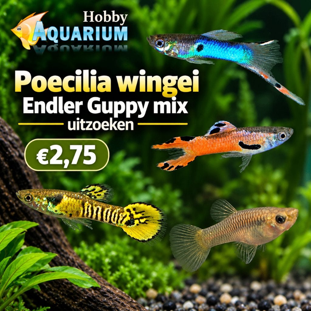 Zondag 20 September alle Poecilia Wingei Endler uitzoeken, Vis, Zoetwatervis, Schoolvis