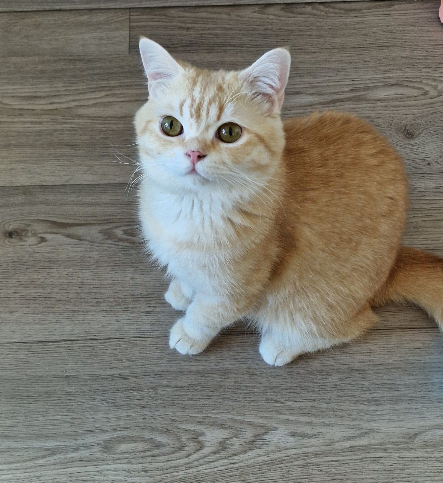 Britse Korthaar | Dekkater | Dekkingsgarantie, Dieren en Toebehoren, 0 tot 2 jaar