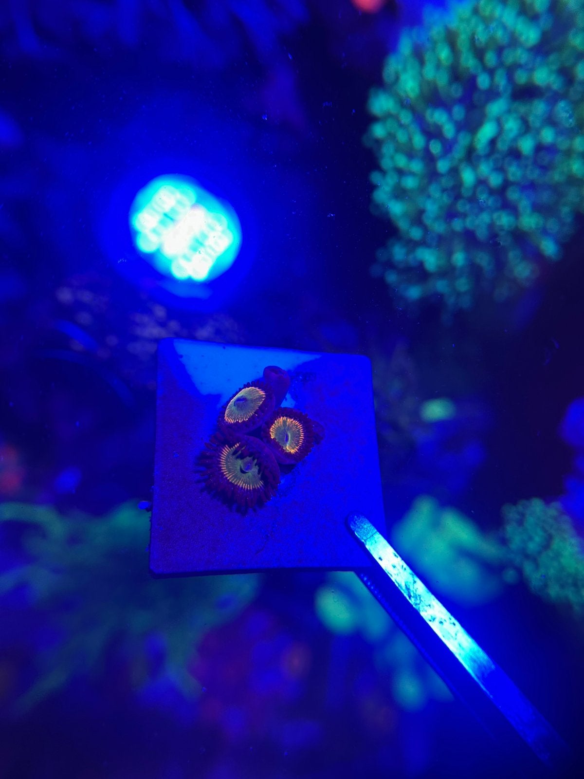 Zoanthus koraal stekjes, Ophalen, Zo goed als nieuw, Licht