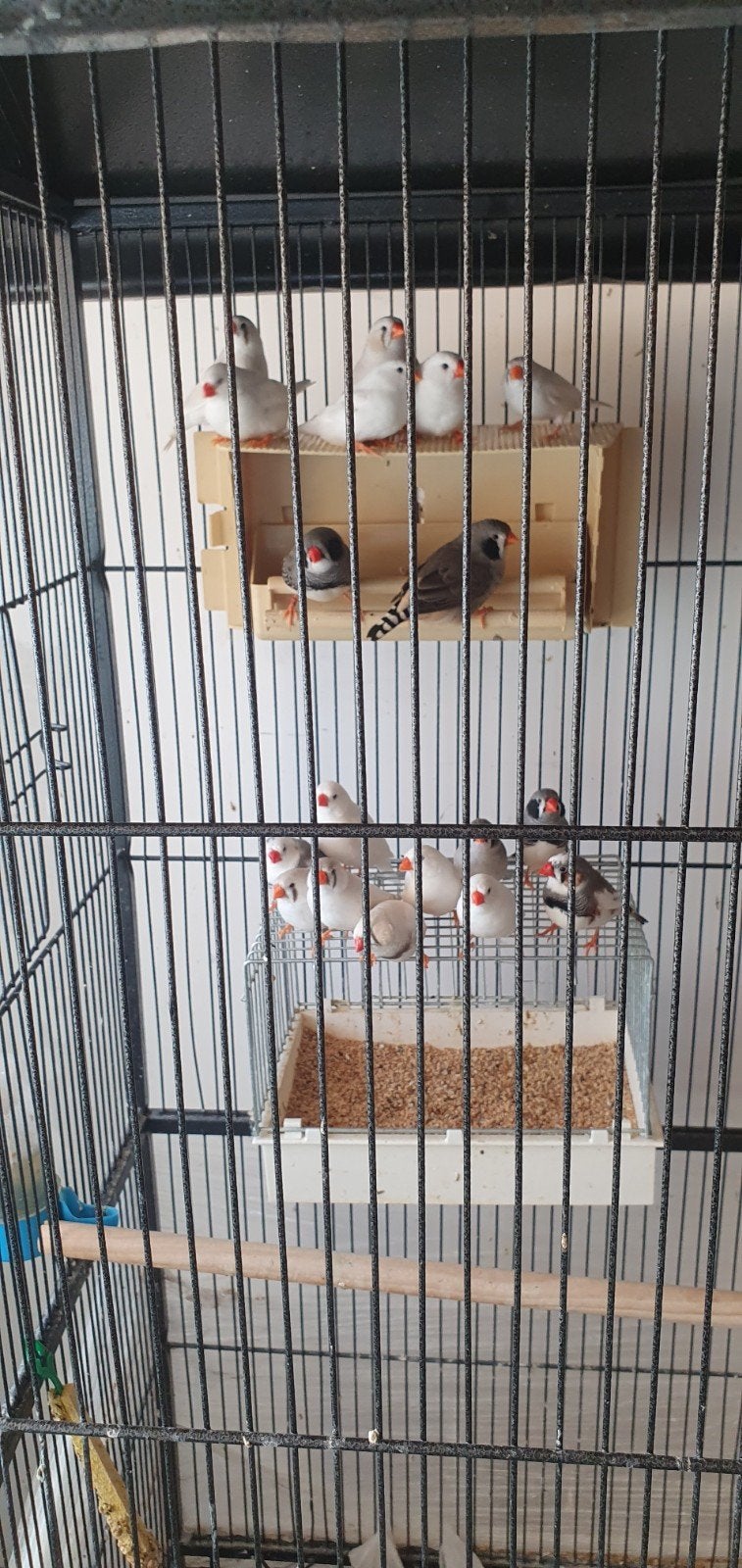 zebravinken mooie 7 poppen  de rest Man  18 stuks mooiekleur, Meerdere dieren, Geringd
