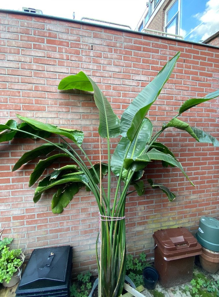 Strelitzia plant 3m hoog met pot, Ophalen, 200 cm of meer, Overige soorten, Halfschaduw