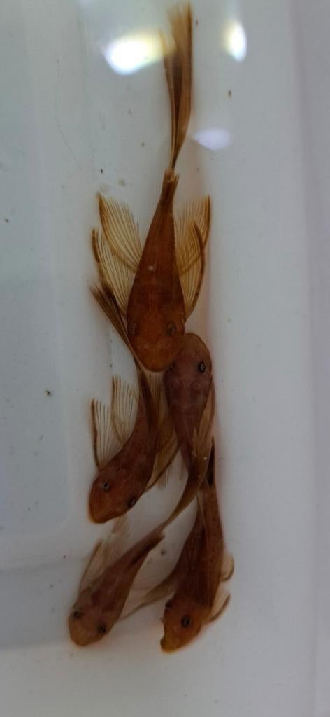 ancistrus super red longfin, Dieren en Toebehoren, Vis, Zoetwatervis