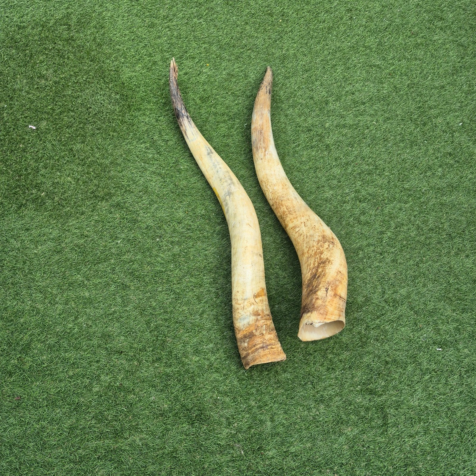 hoorns, Ophalen of Verzenden, Beeldje of Figuurtje