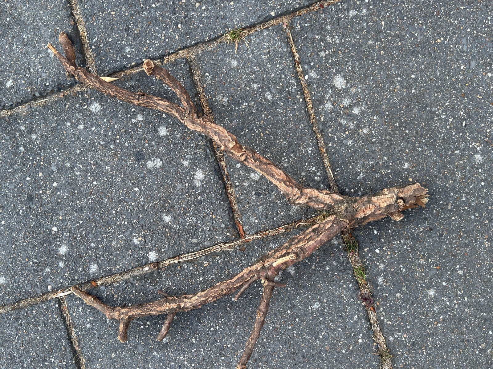 Branches for reptiles, Ophalen of Verzenden, Nieuw