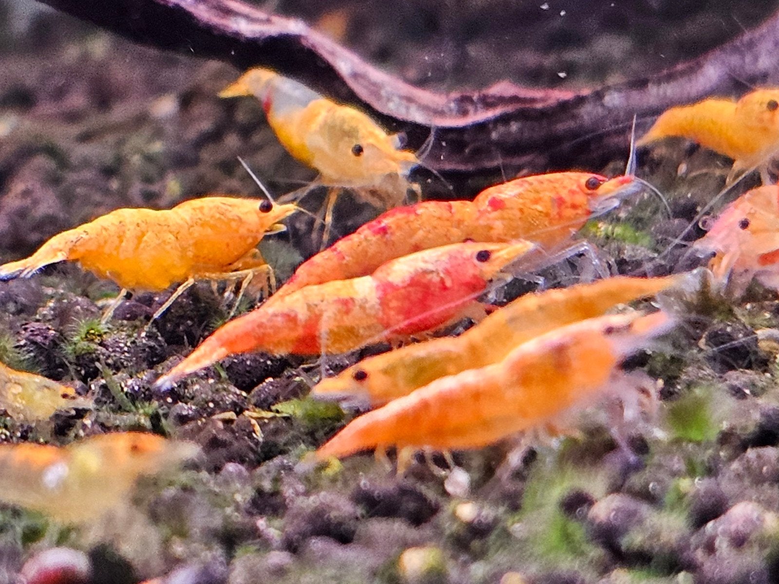 Kweekgroep Koi Sunburst garnalen, Kreeft, Krab of Garnaal