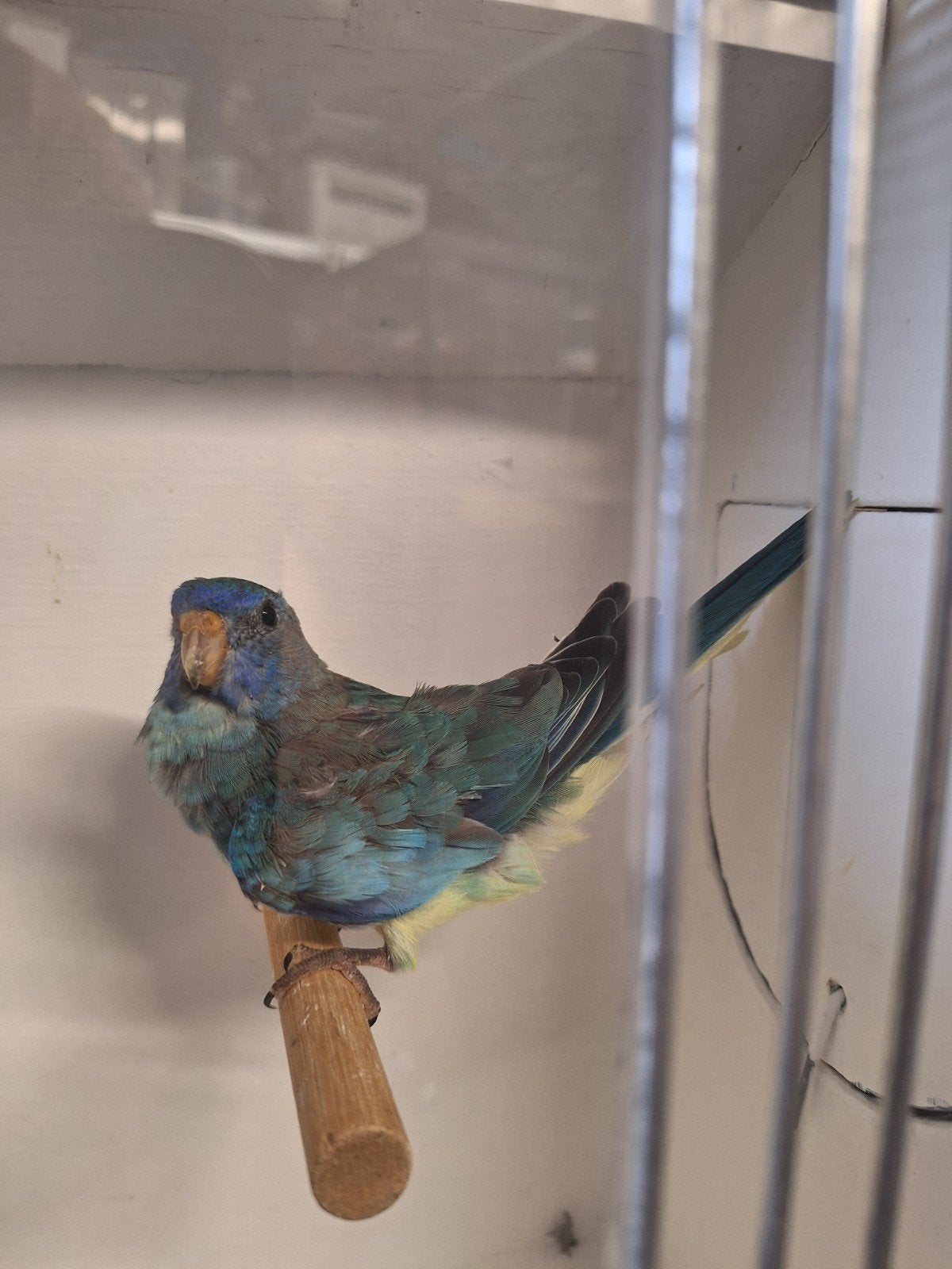 splendid parkiet, Dieren en Toebehoren, Geslacht onbekend, Parkiet