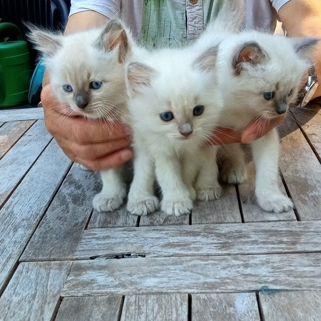 Mooie 100% Ragdoll kittens, Meerdere dieren, Ontwormd, 0 tot 2 jaar