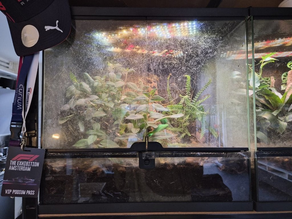 Repto Terra Sky (1) 45x45x45 60,-, Dieren en Toebehoren, Ophalen, Gebruikt, Terrarium of Paludarium